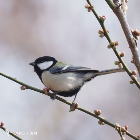 身近な鳥 – BIRD FAN （日本野鳥の会）