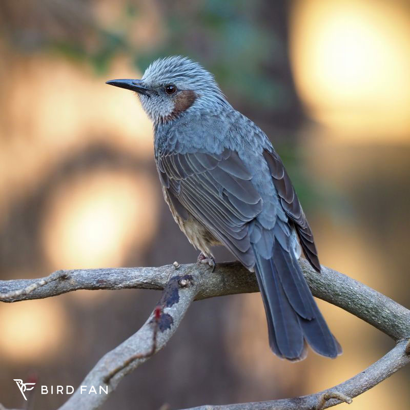 ヒヨドリ – BIRD FAN （日本野鳥の会）