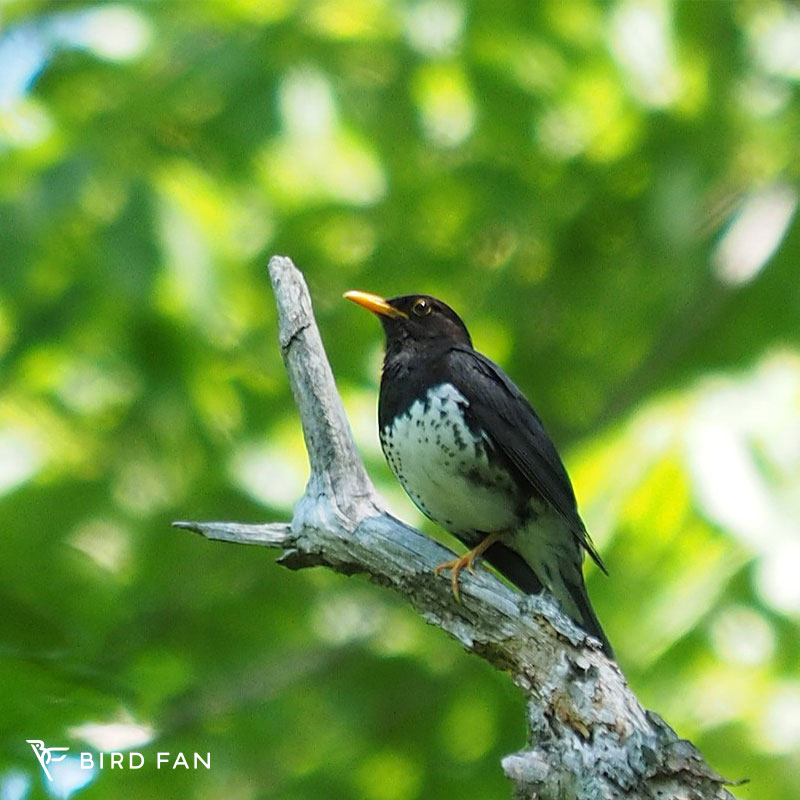 クロツグミ – BIRD FAN （日本野鳥の会）