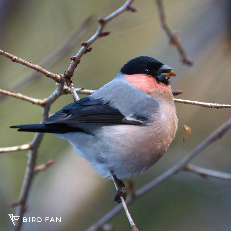 ウソ BIRD FAN （日本野鳥の会）