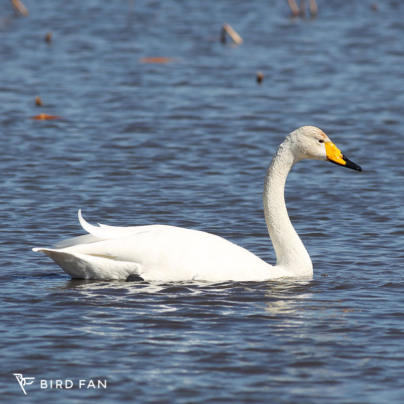 オオハクチョウ – BIRD FAN （日本野鳥の会）