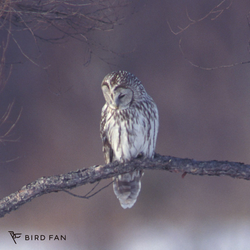 フクロウ – BIRD FAN (日本野鳥の会) フクロウ – BIRD FAN (日本野鳥の会)