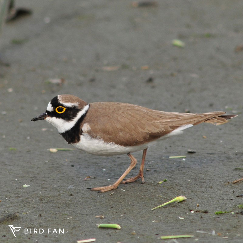 コチドリ BIRD FAN （日本野鳥の会）