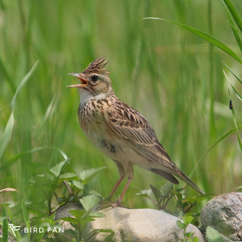 ひばり✨ ヒバリ｜生物 ｜粟国アーカイブス