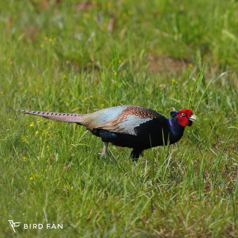 キジ – BIRD FAN （日本野鳥の会）