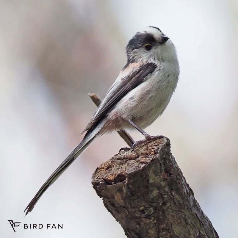 エナガ – BIRD FAN （日本野鳥の会）