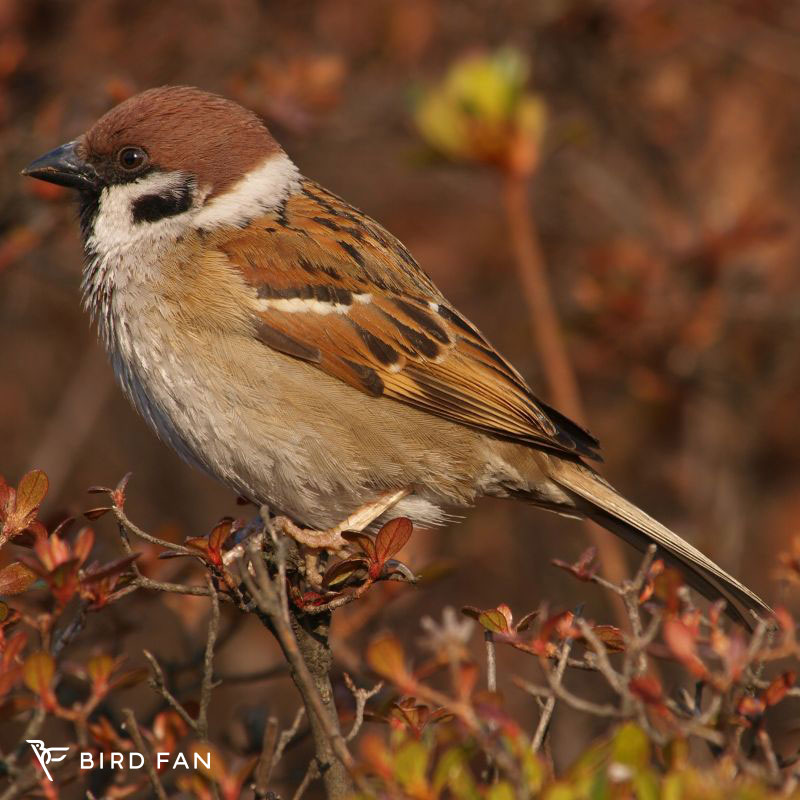 スズメ – BIRD FAN （日本野鳥の会）