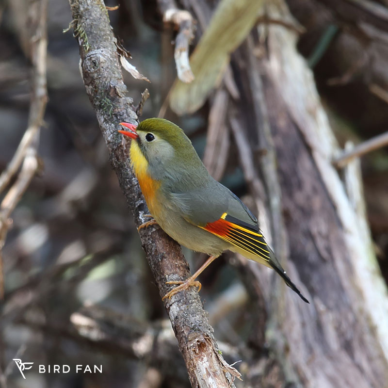 ソウシチョウ – BIRD FAN （日本野鳥の会）
