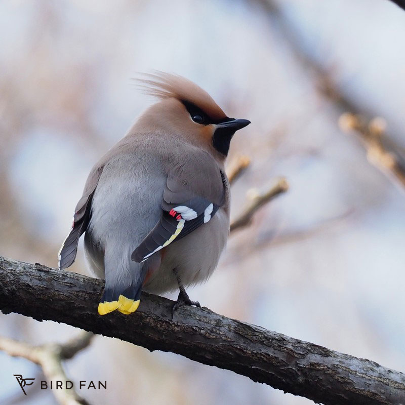 キレンジャク – BIRD FAN （日本野鳥の会）