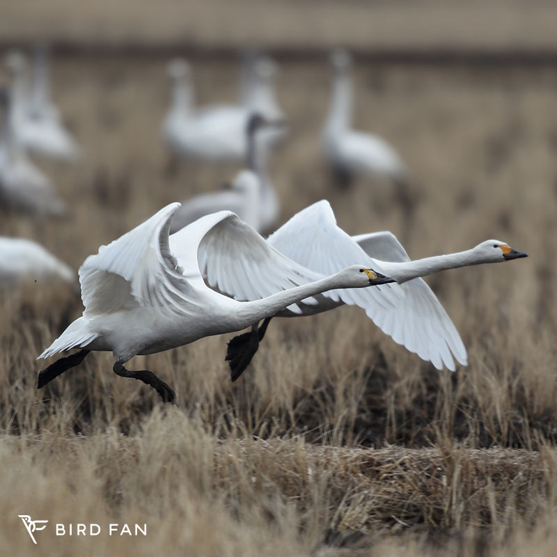 コハクチョウ – BIRD FAN （日本野鳥の会）