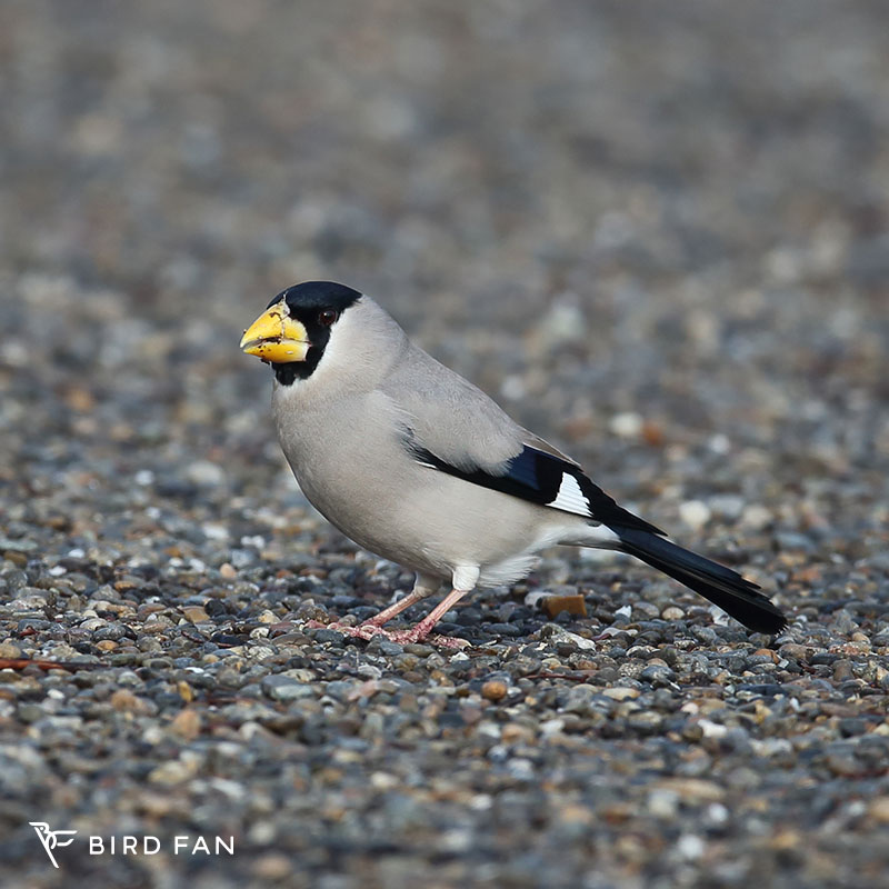 イカル – BIRD FAN （日本野鳥の会）