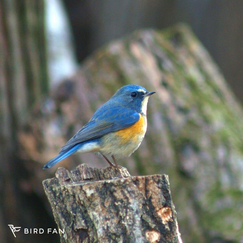 極東の鳥類 No1～23 23冊 サハリンの鳥類、南ウスリーの鳥類他