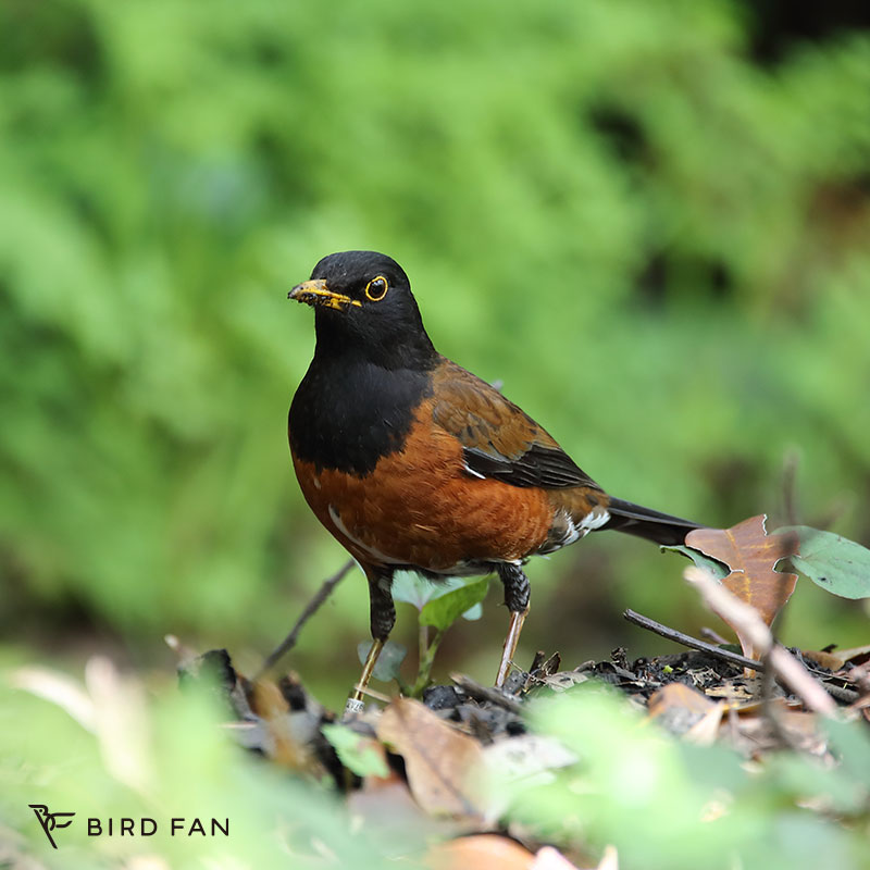 アカコッコ – BIRD FAN （日本野鳥の会）