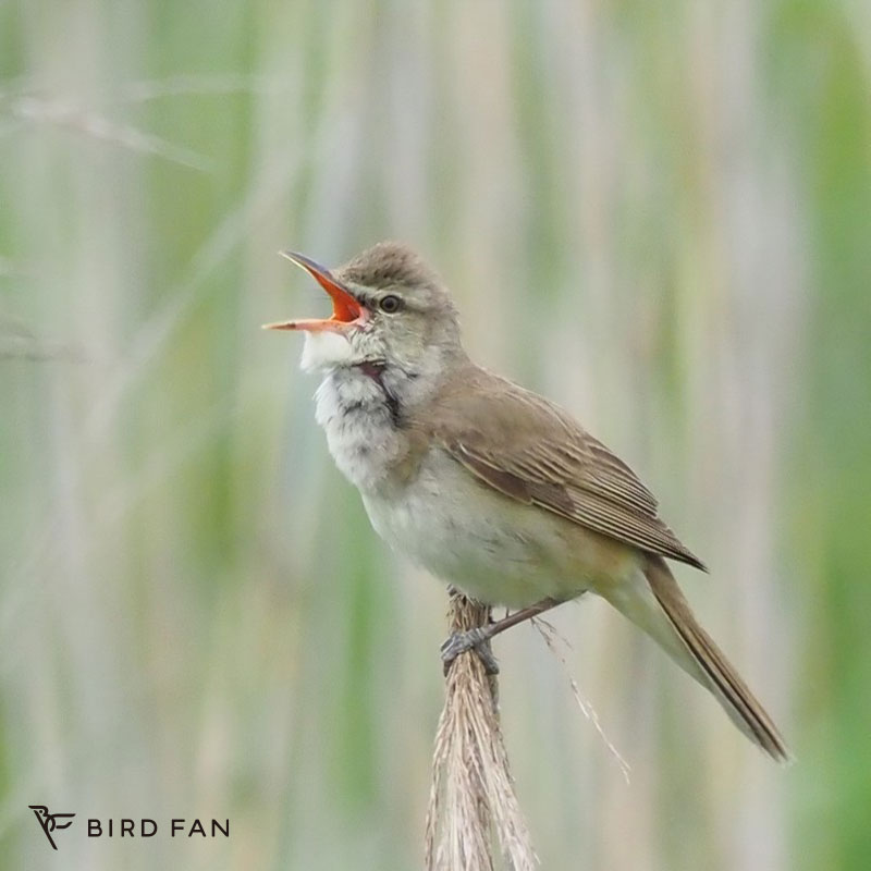 オオヨシキリ – BIRD FAN （日本野鳥の会）