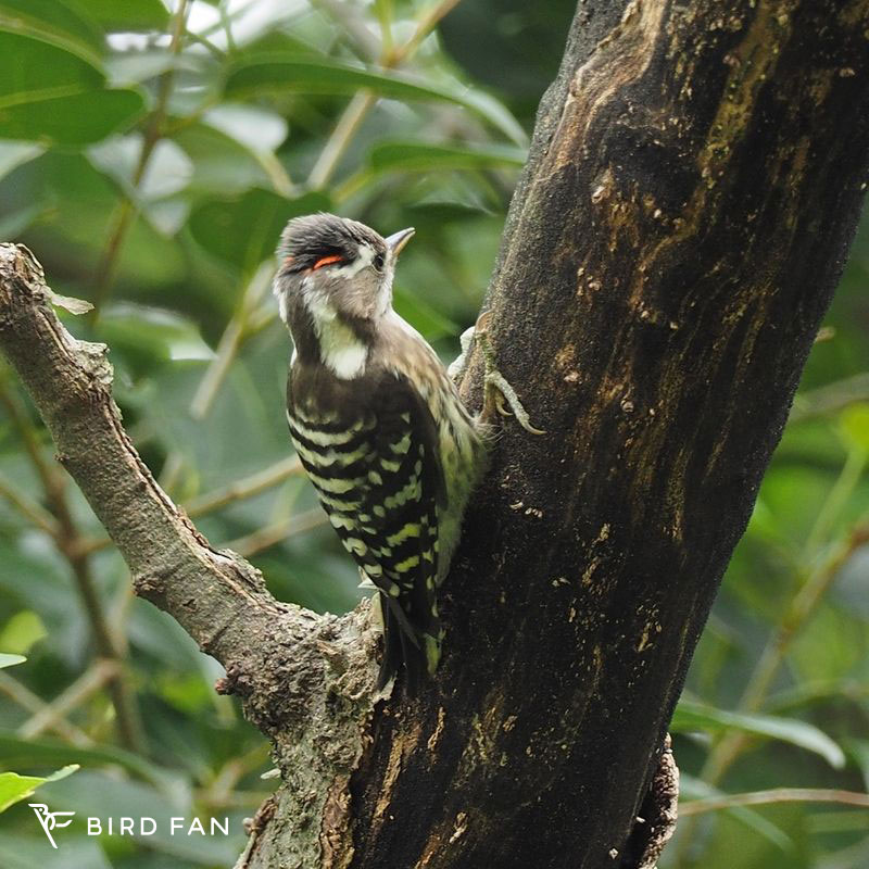 コゲラ – BIRD FAN （日本野鳥の会）