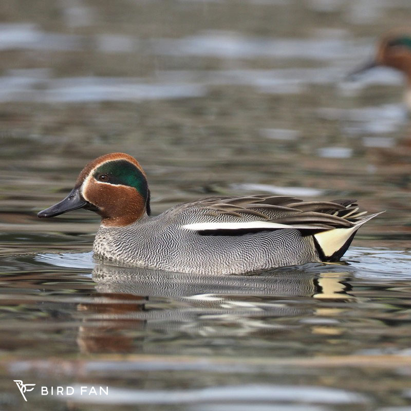 コガモ – BIRD FAN （日本野鳥の会）