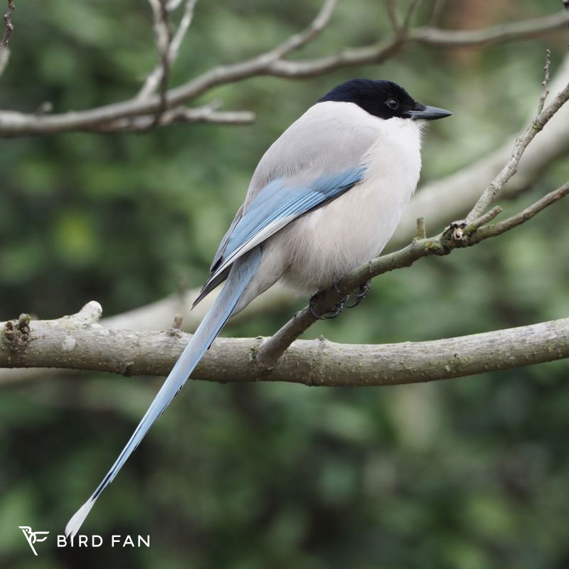 オナガ – BIRD FAN （日本野鳥の会）