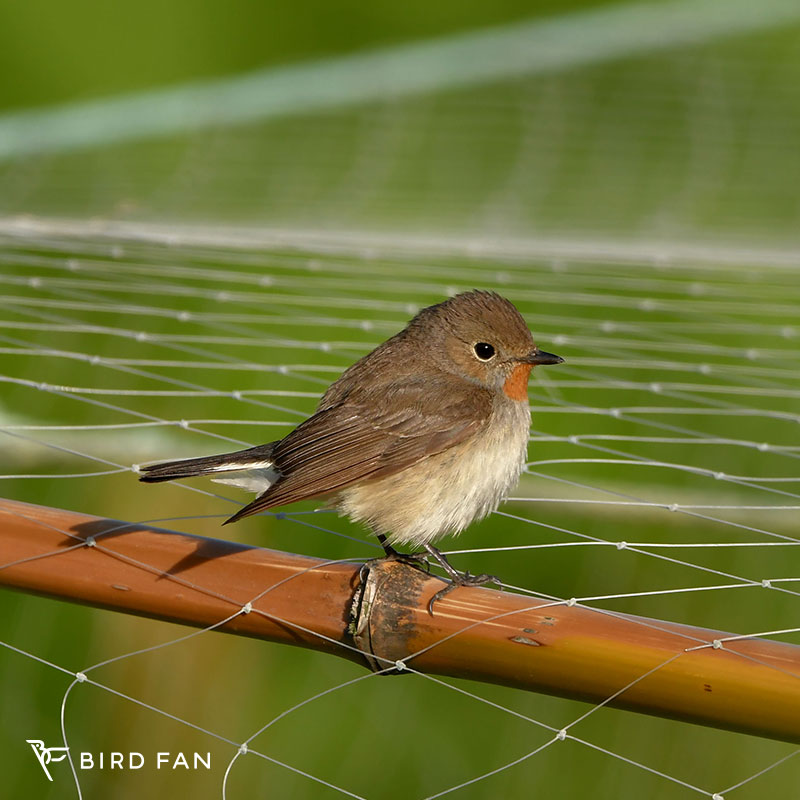オジロビタキ BIRD FAN (日本野鳥の会)