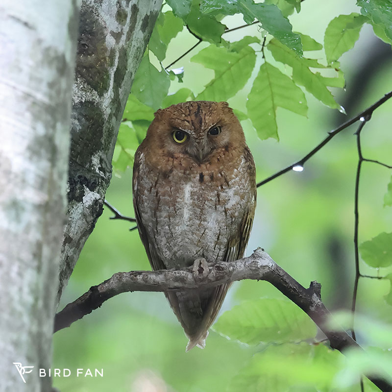 コノハズク BIRD FAN (日本野鳥の会)