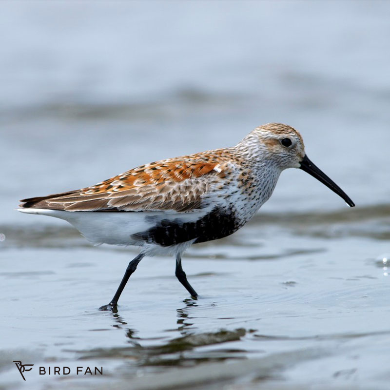ハマシギ – BIRD FAN （日本野鳥の会）