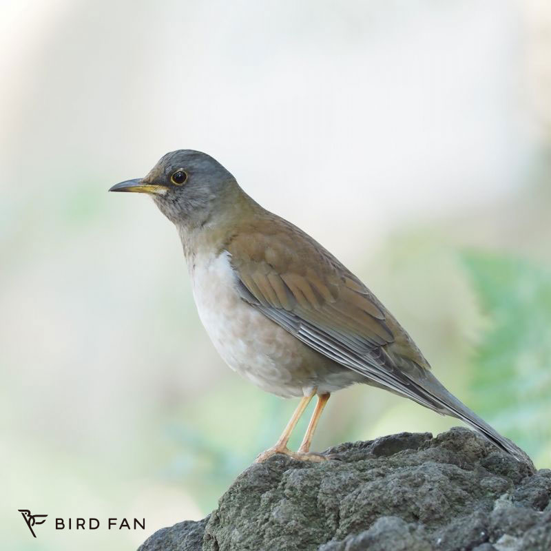 シロハラ – BIRD FAN （日本野鳥の会）