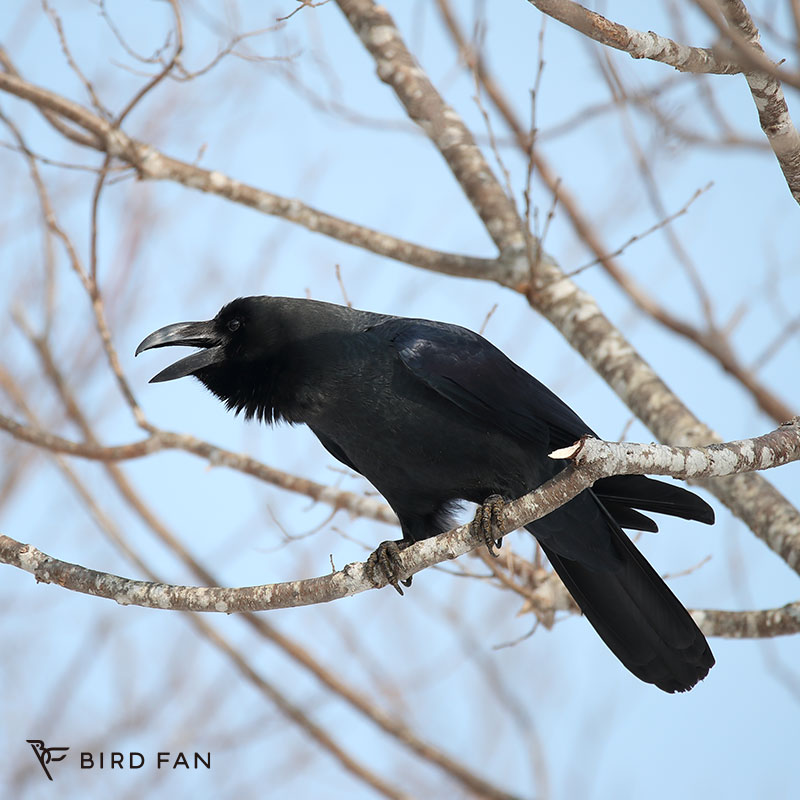 ハシブトガラス – BIRD FAN （日本野鳥の会）