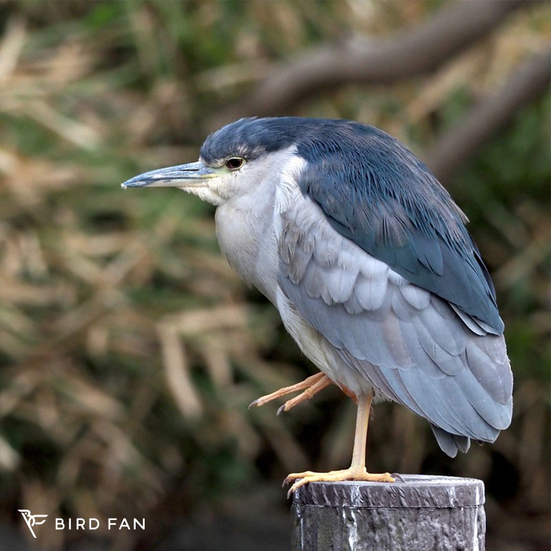 ゴイサギ – BIRD FAN （日本野鳥の会）
