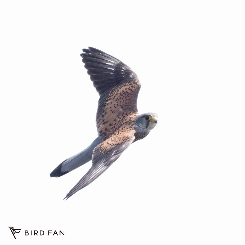 チョウゲンボウ – BIRD FAN （日本野鳥の会）