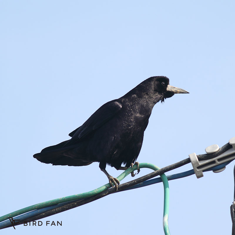 ミヤマガラス – BIRD FAN （日本野鳥の会）