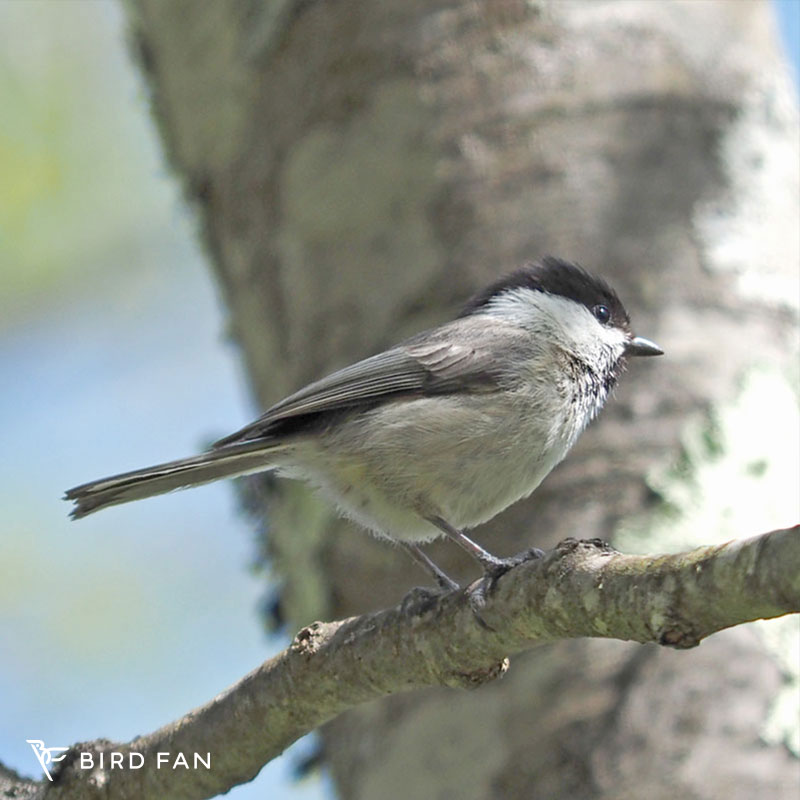 バードカービング　コガラ バードカービング コガラ