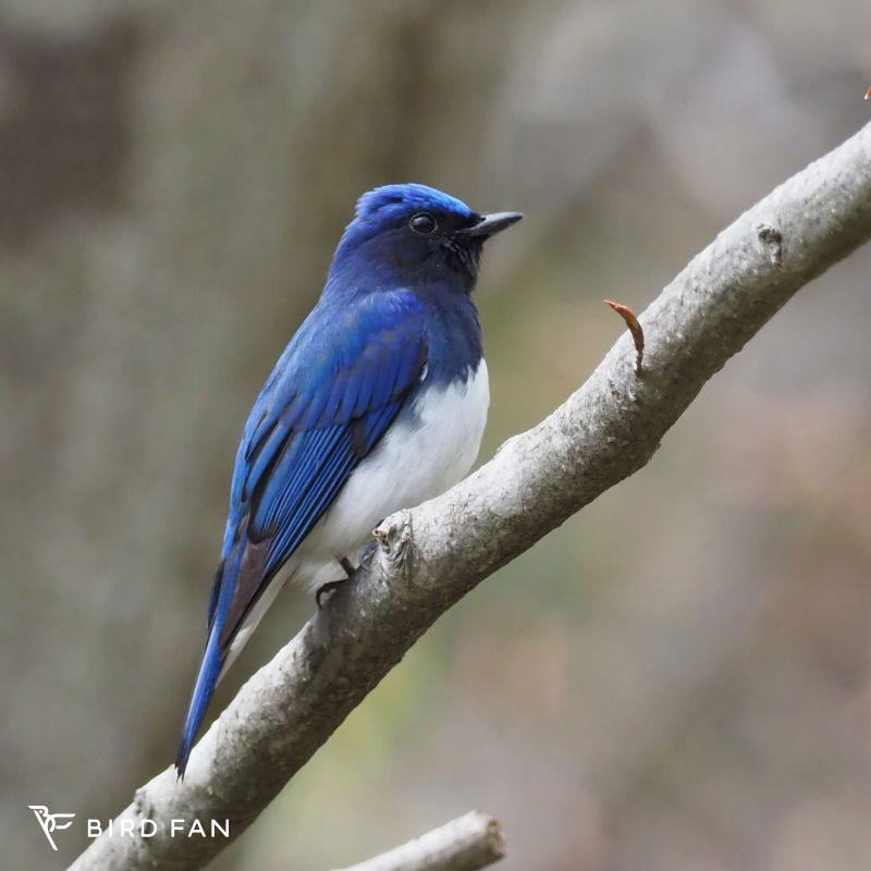 オオルリ – BIRD FAN （日本野鳥の会）