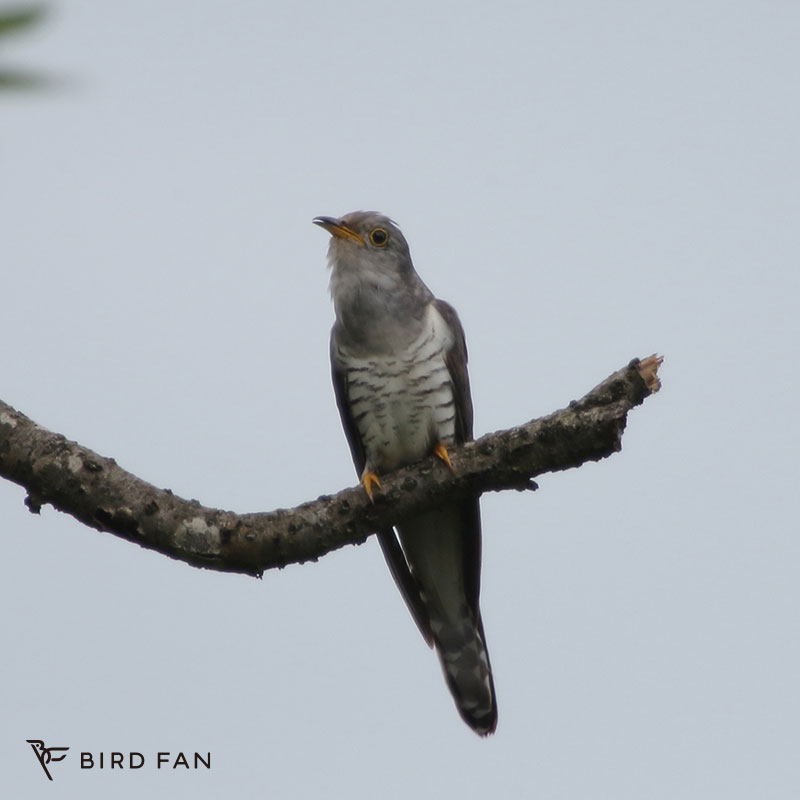 ホトトギス – BIRD FAN （日本野鳥の会）
