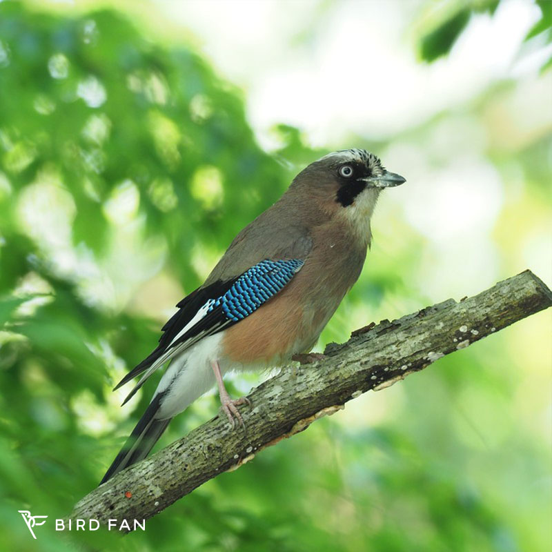 カケス – BIRD FAN （日本野鳥の会）