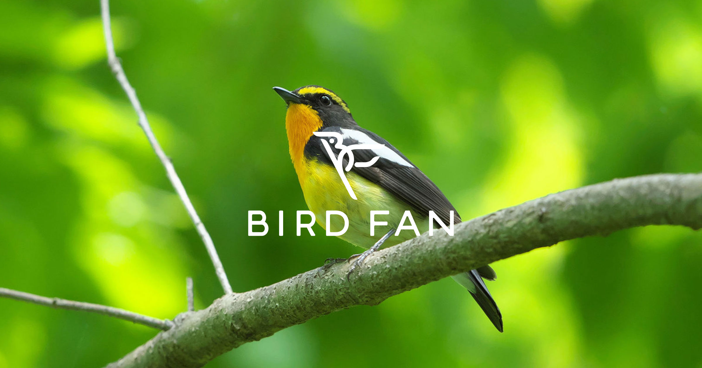 BIRD FAN （日本野鳥の会）