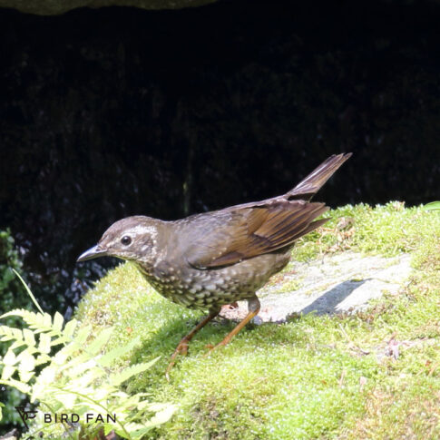 マミジロ BIRD FAN (日本野鳥の会)